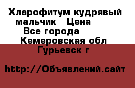 Хларофитум кудрявый мальчик › Цена ­ 30 - Все города  »    . Кемеровская обл.,Гурьевск г.